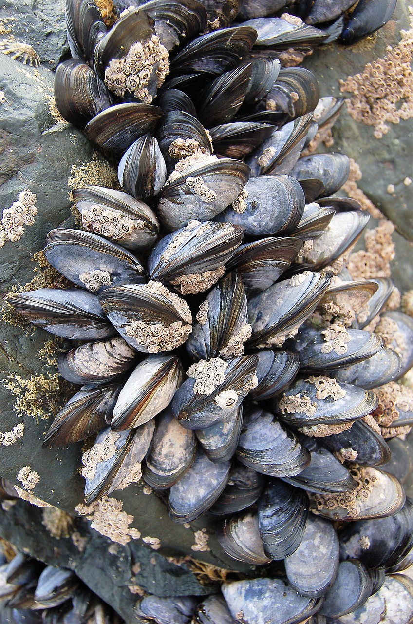 shell seafood shellfish free photo