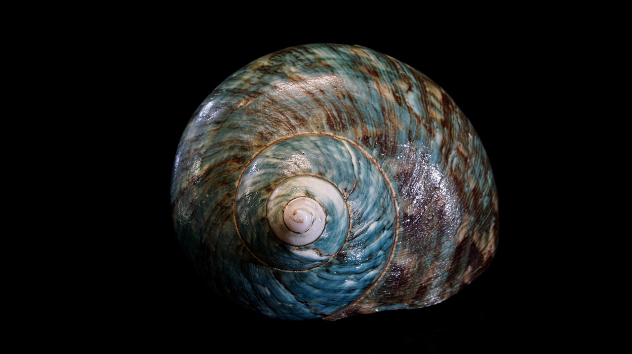 shell spiral shellfish free photo
