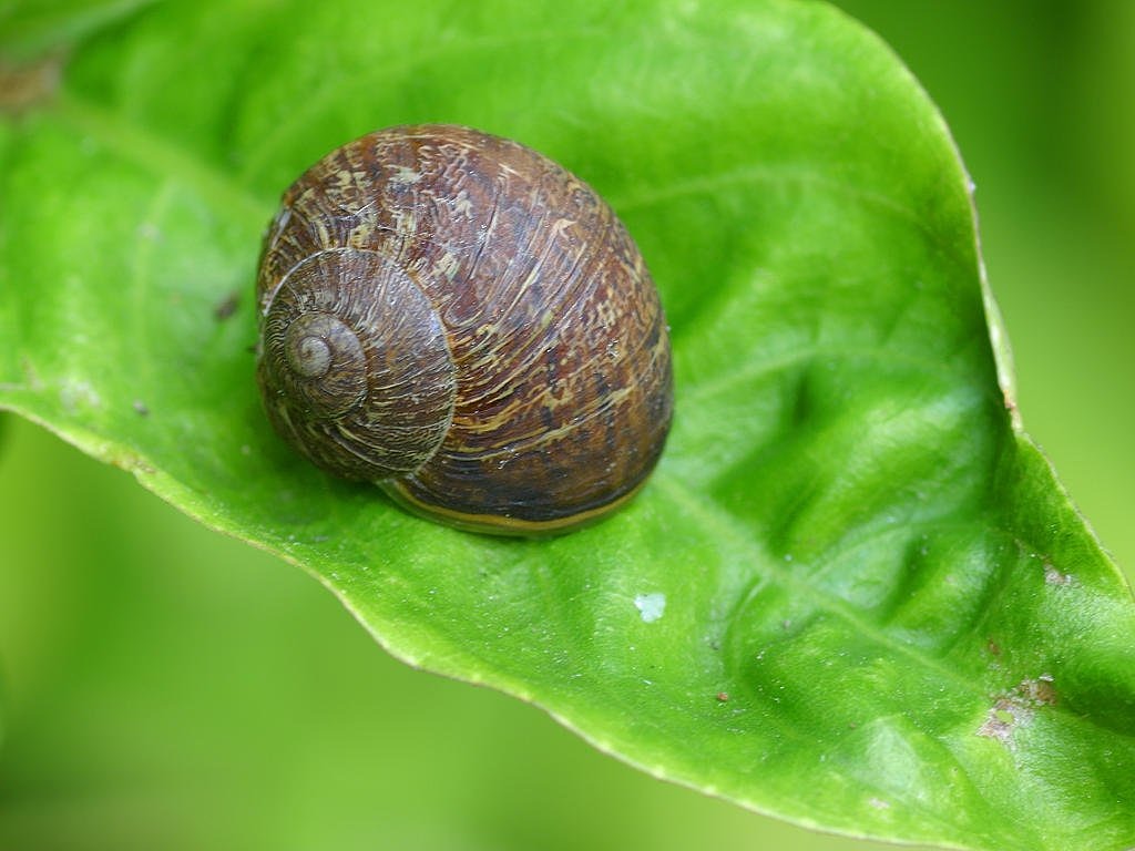 shell snail leaf free photo