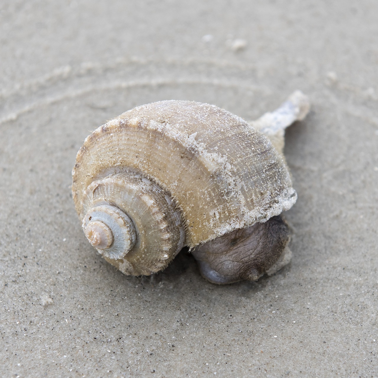 shell shellfish snail free photo