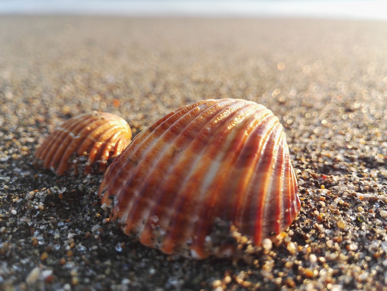 shell exoskeleton sand free photo