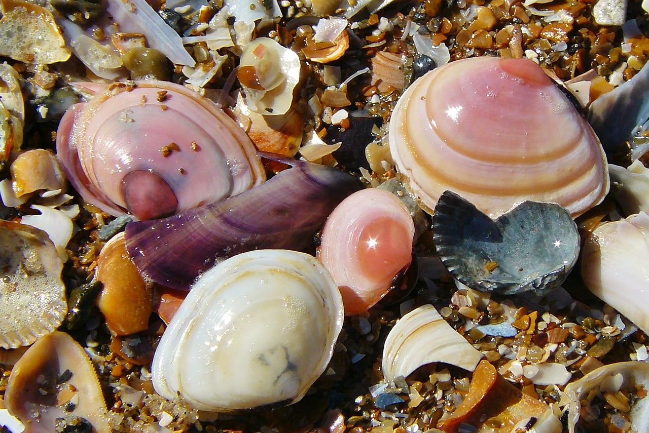 shell mussels sea animals free photo