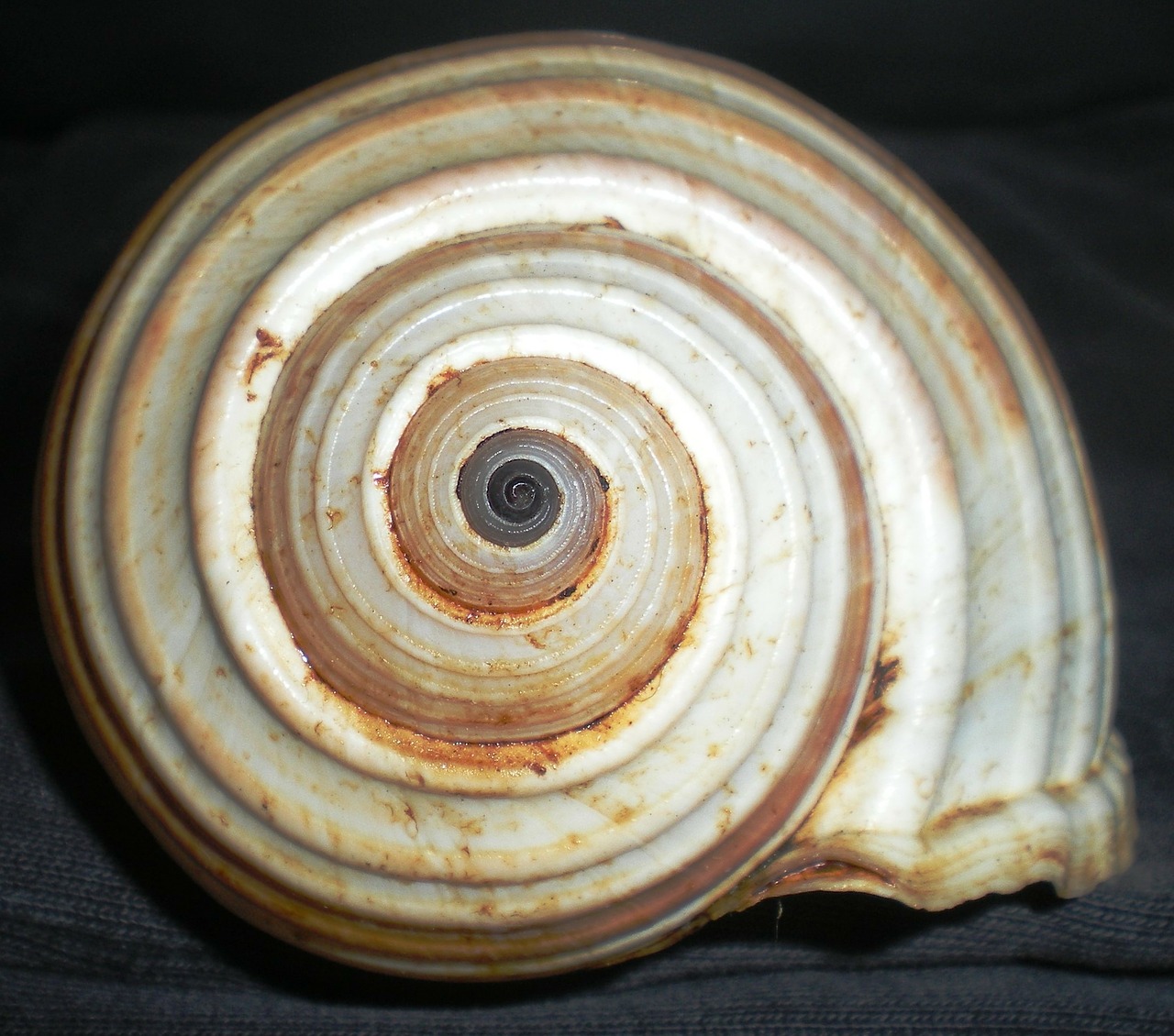 shell spiral nature free photo