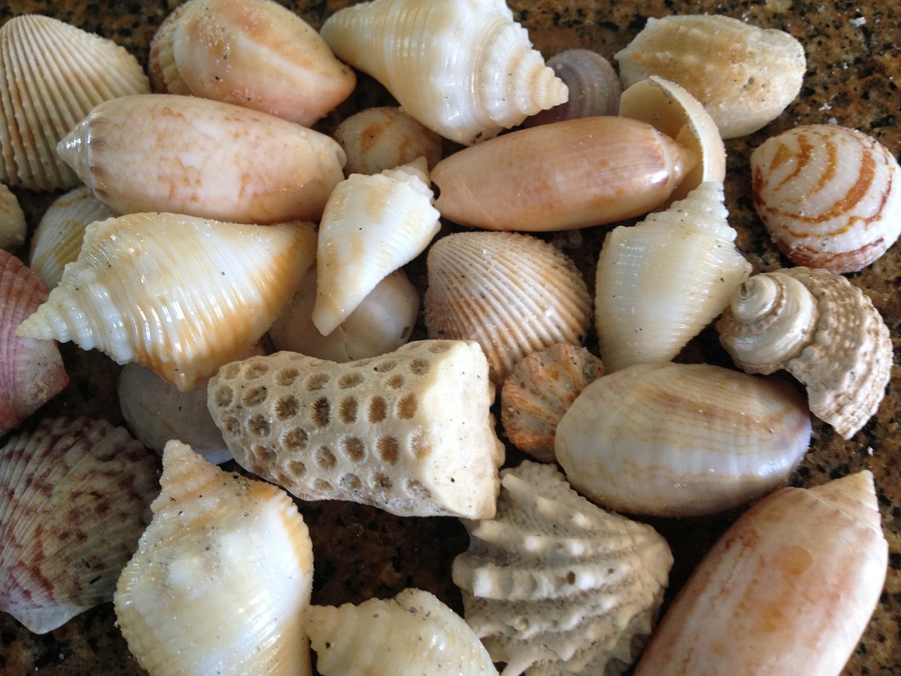 shell sea shells sea free photo