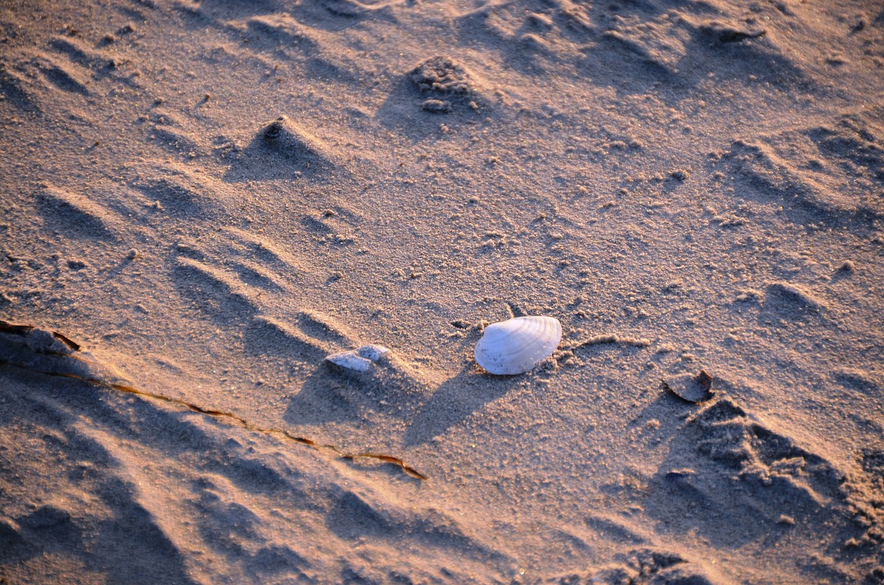 shell beach sand free photo