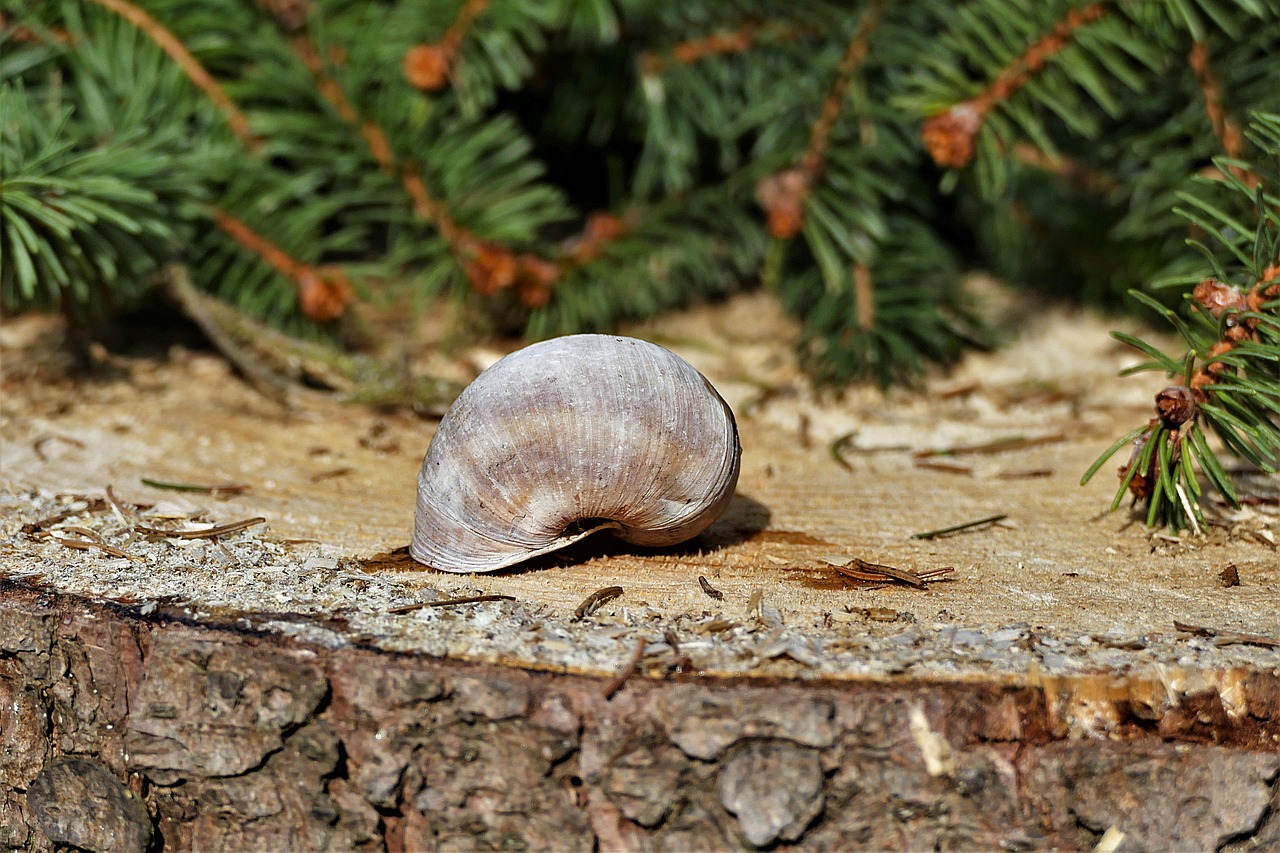 shell  close up  log free photo