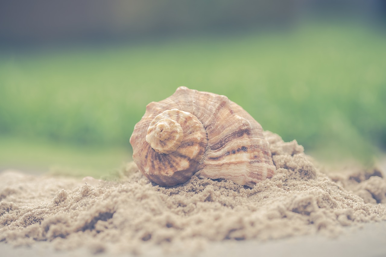 shell  nature  sand free photo