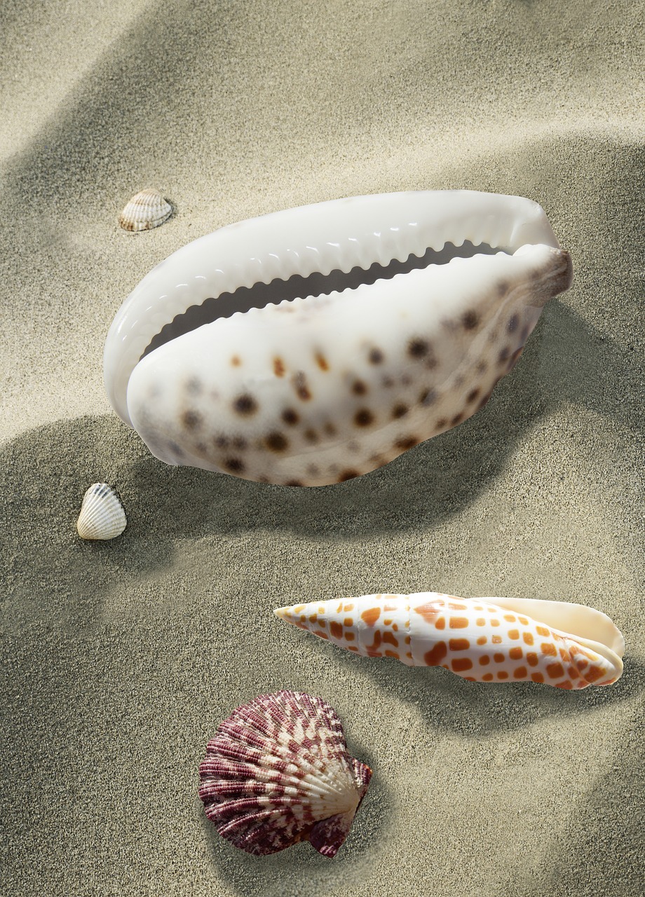 shell  sea snail  kauri free photo