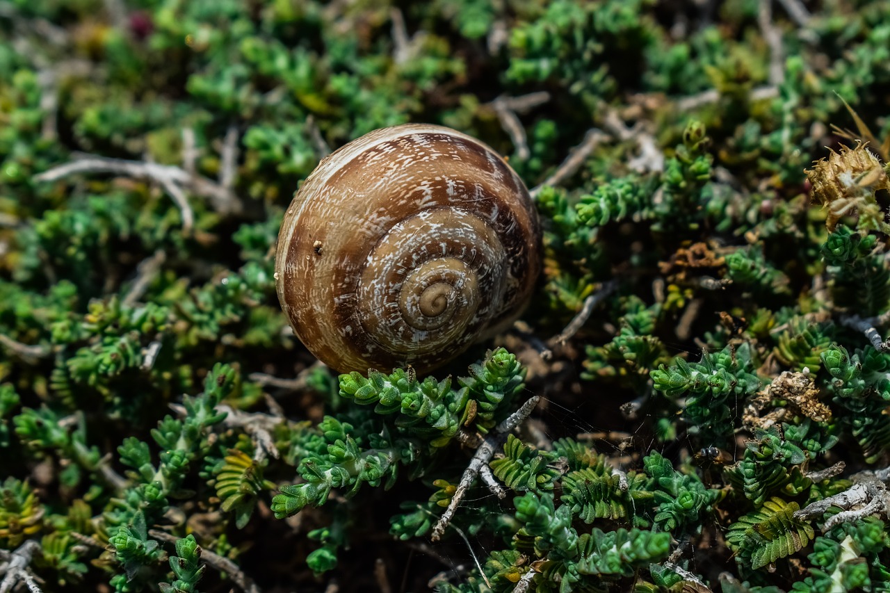 shell  snail  nature free photo