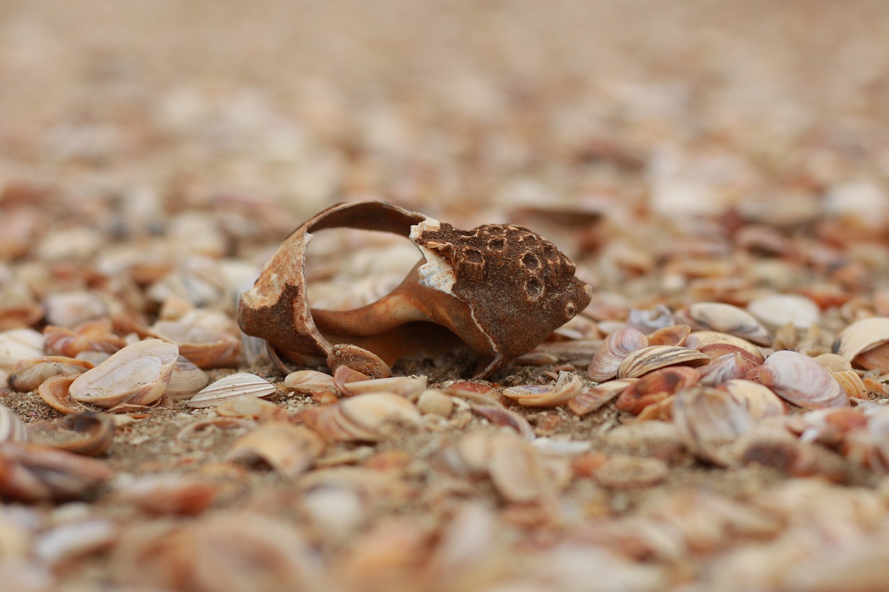 shell  beach  seashell free photo