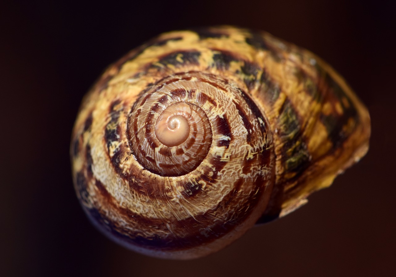 shell  spiral  nature free photo