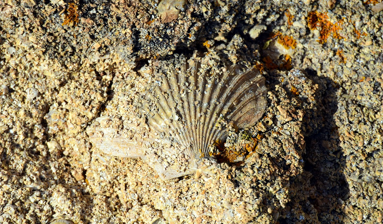 shell  scallop  sand free photo