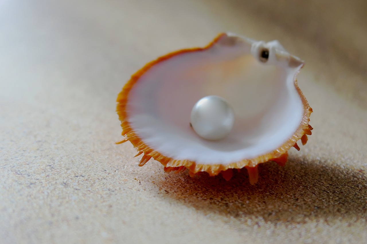 shell  the beach pearl  beach free photo