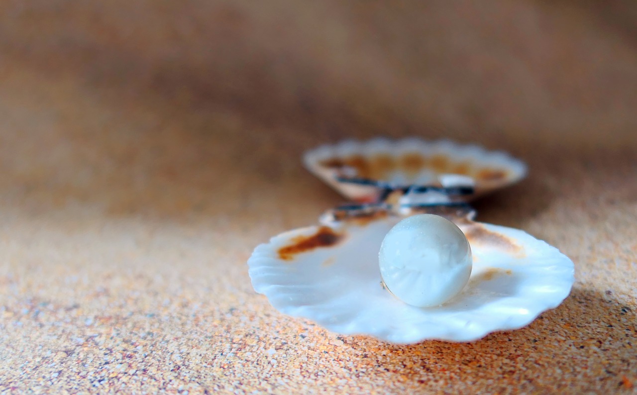shell  the beach pearl  beach free photo
