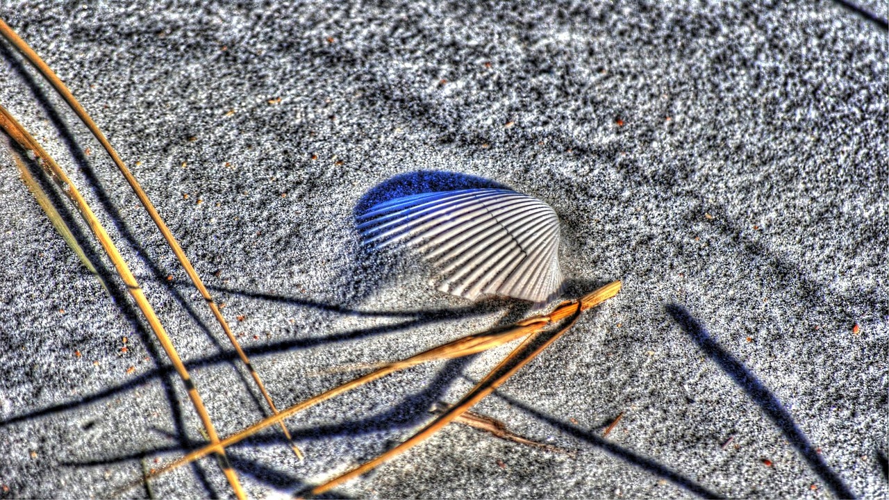 shell beach sand free photo