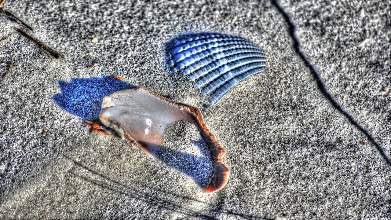 shell sand beach free photo