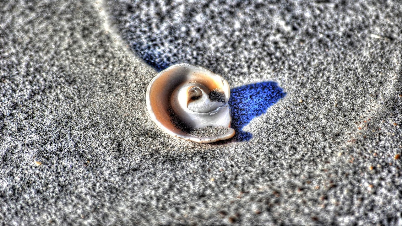 shell sand beach free photo