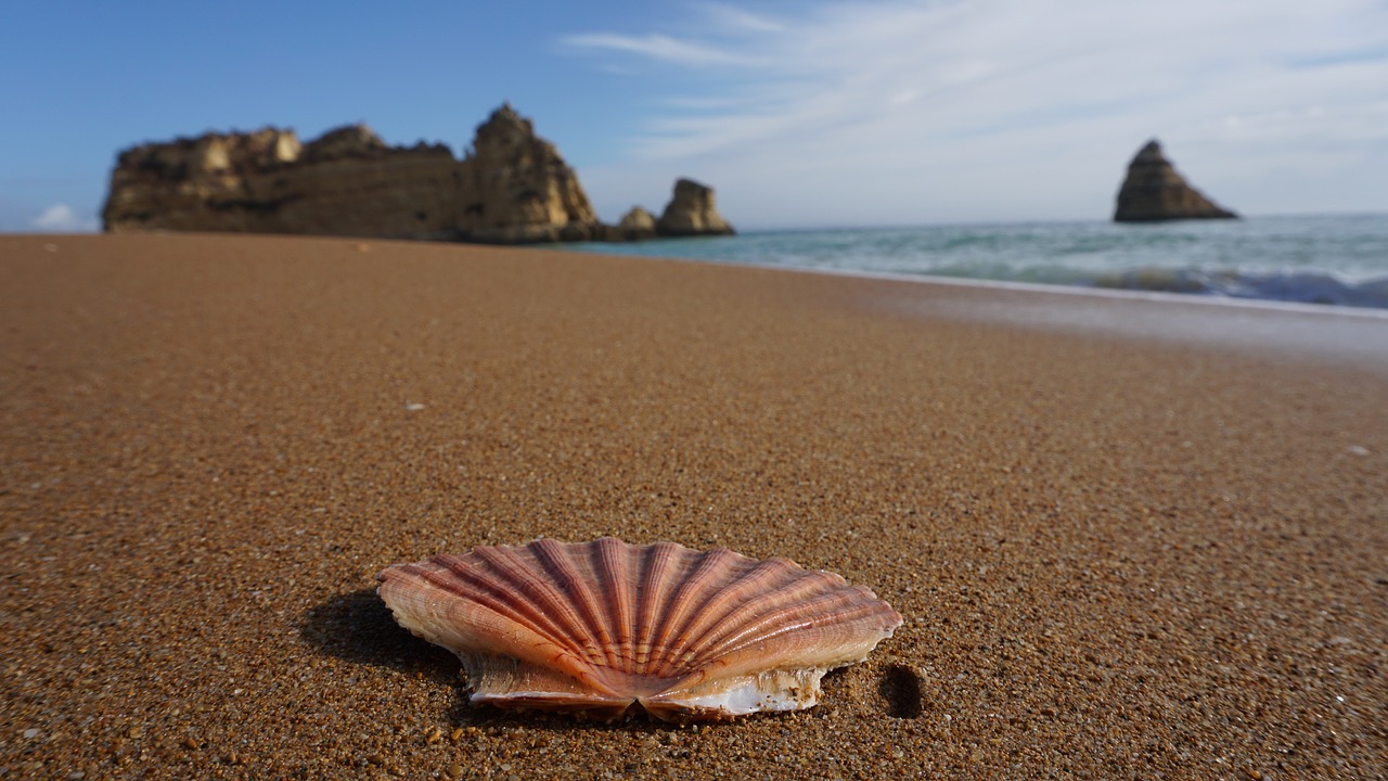 shell  beach  faro free photo