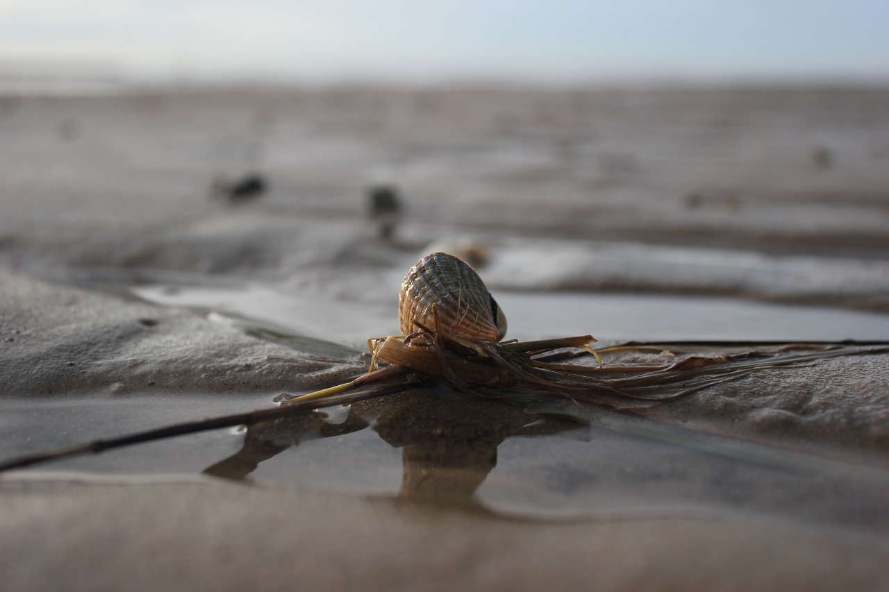 shell north sea wadden sea free photo