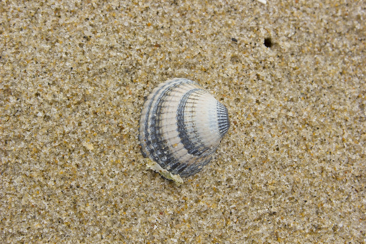 shell  beach  seashell free photo