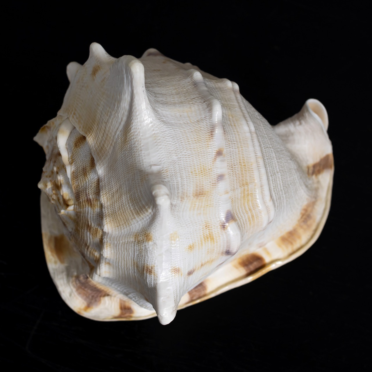 shell  marine  natural free photo