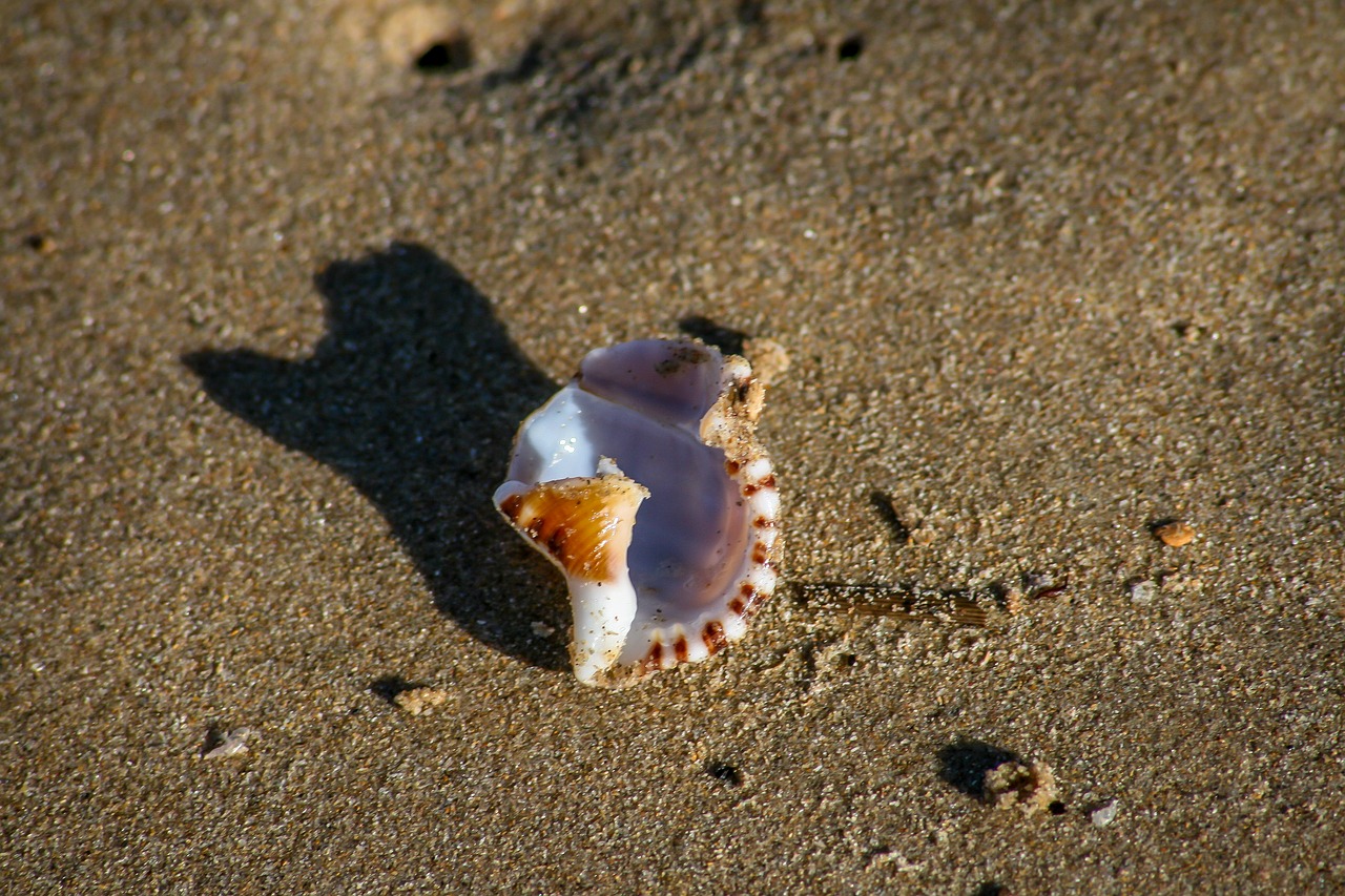 shell  sand  beach free photo