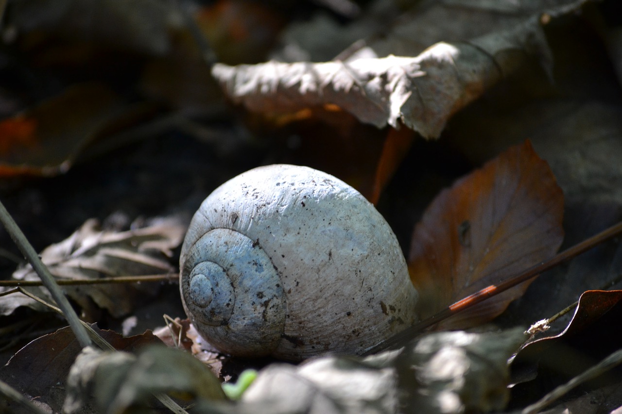 shell  autumn  forest free photo