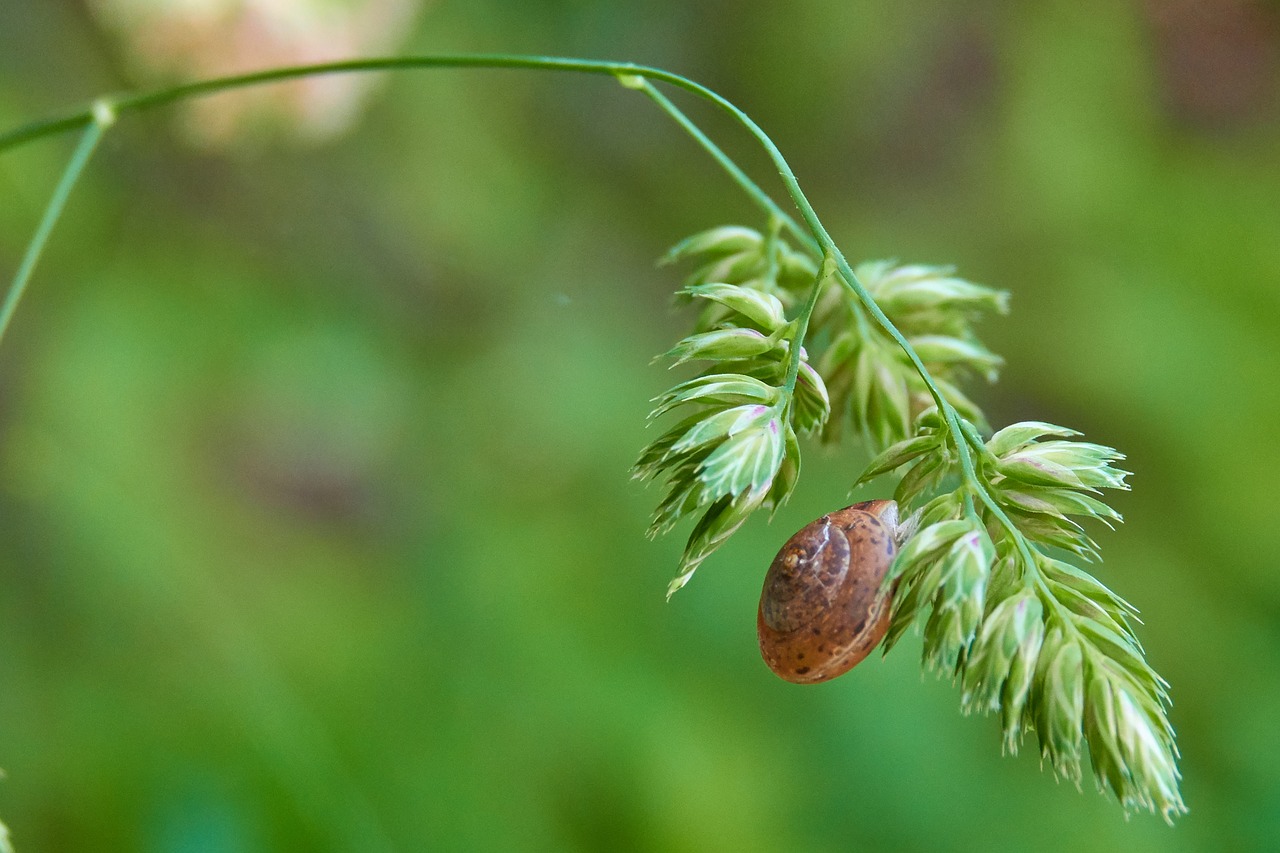 shell  plant  snail free photo