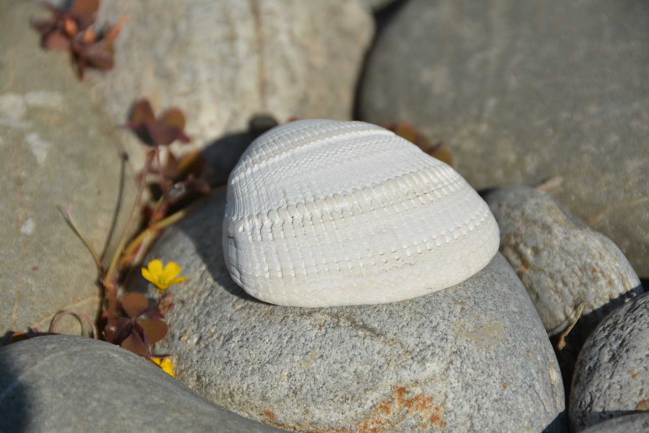 shell  pebble  ocean free photo