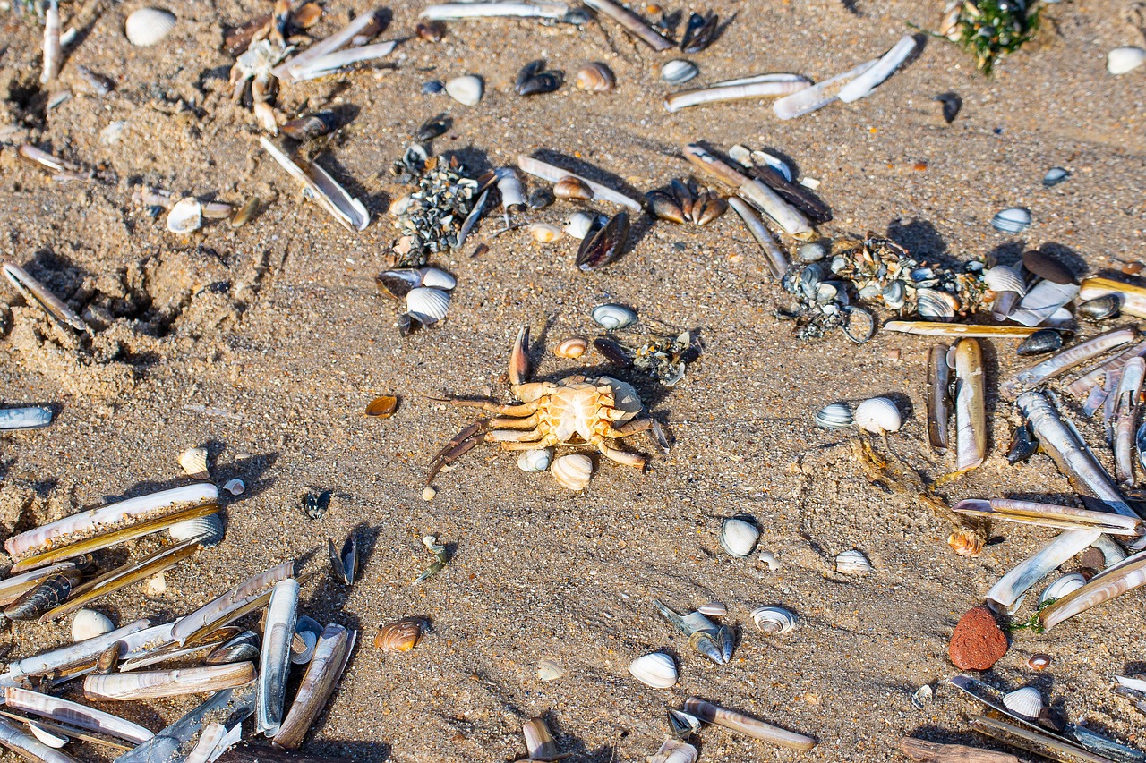 shell  shells  sand free photo