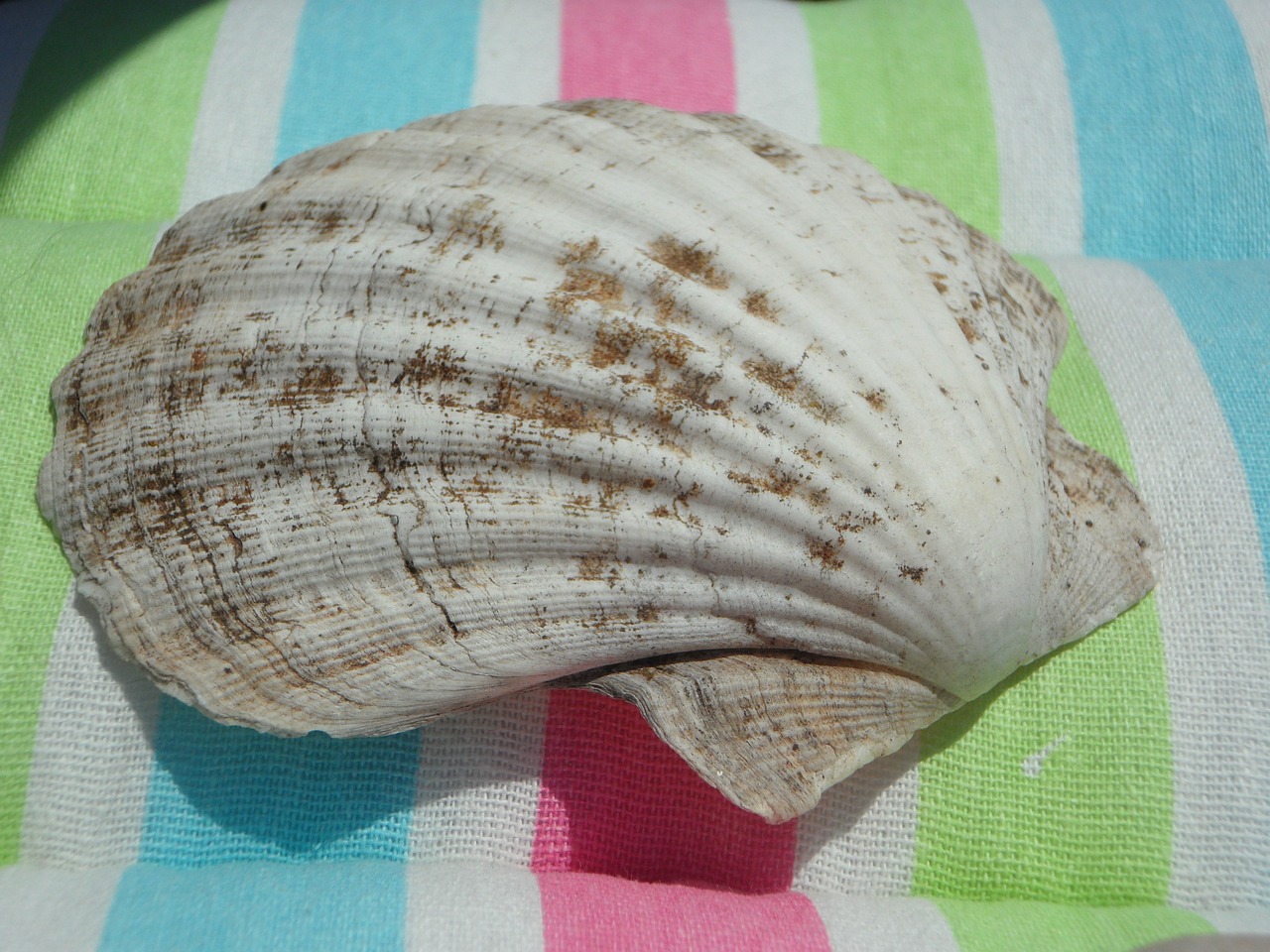 shell large close free photo