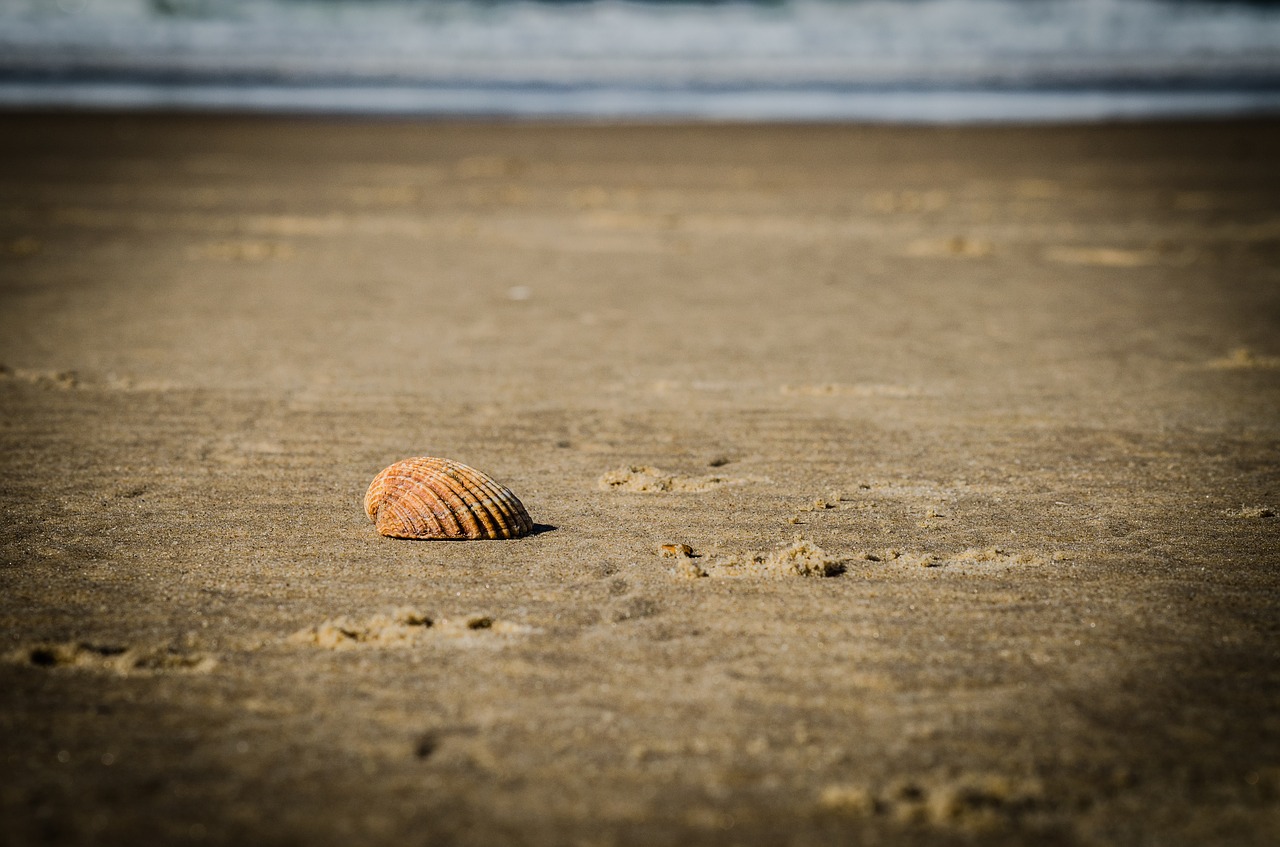 shell  beach  sand free photo
