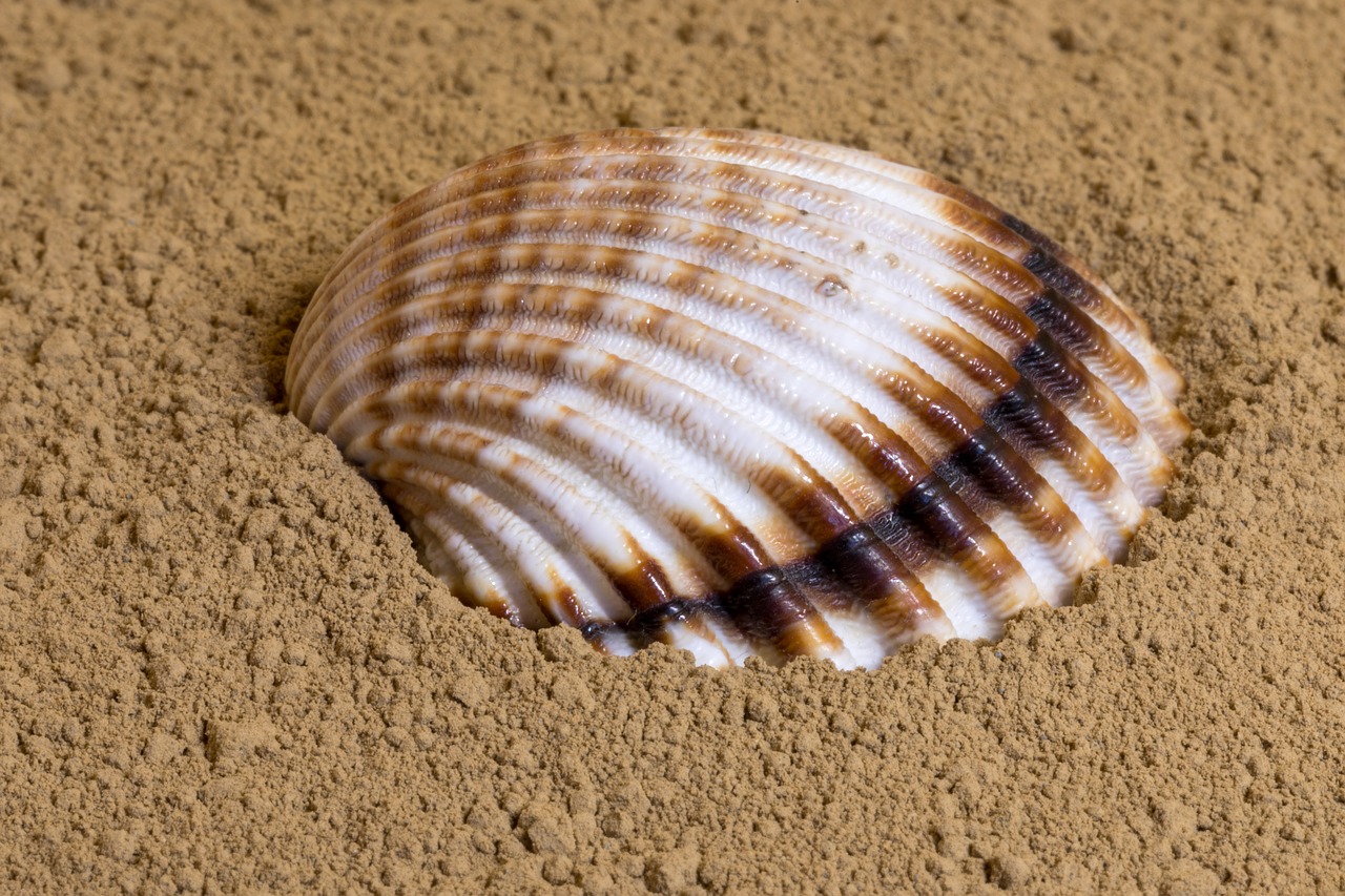 shell  sand  beach free photo