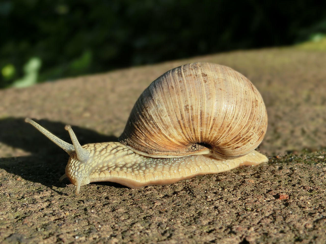 shell snail animal free photo