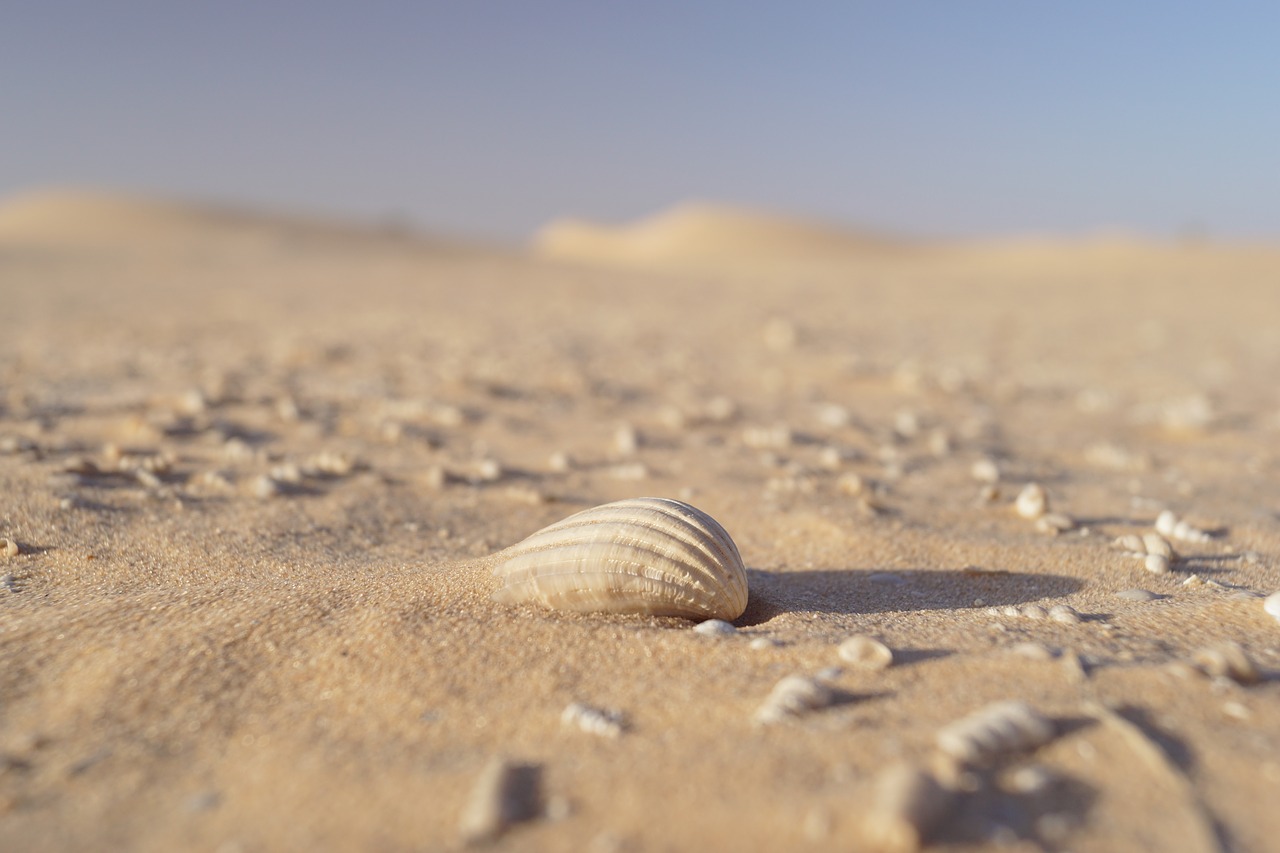 shell  desert  nature free photo