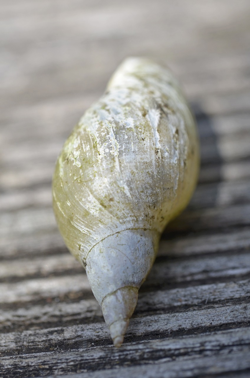 shell snail free pictures free photo