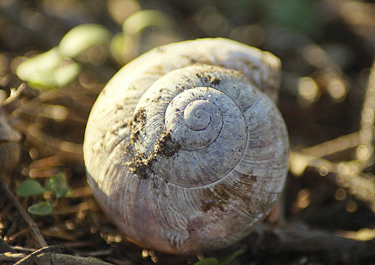 shell  snail  spiral free photo