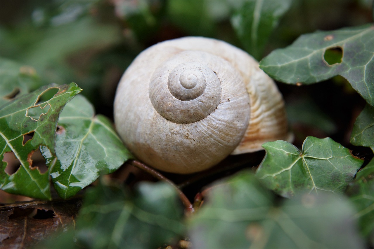 shell  nature  casing free photo
