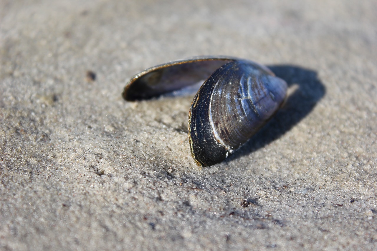 shell  beach  sand free photo