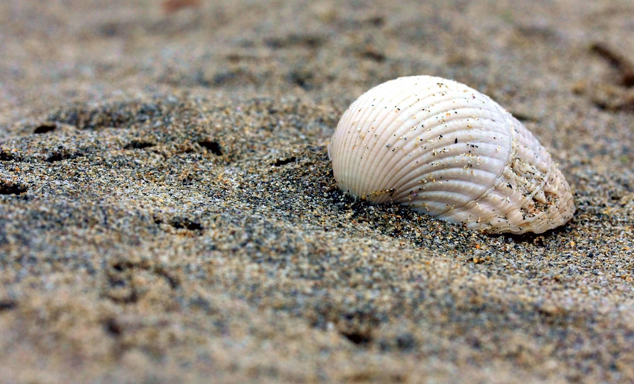 shell  beach  sand free photo