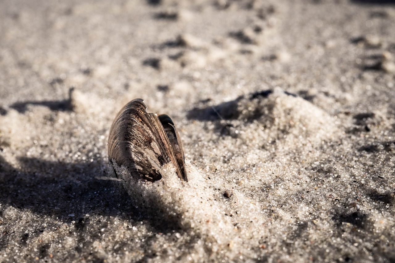 shell  sand  zingst free photo