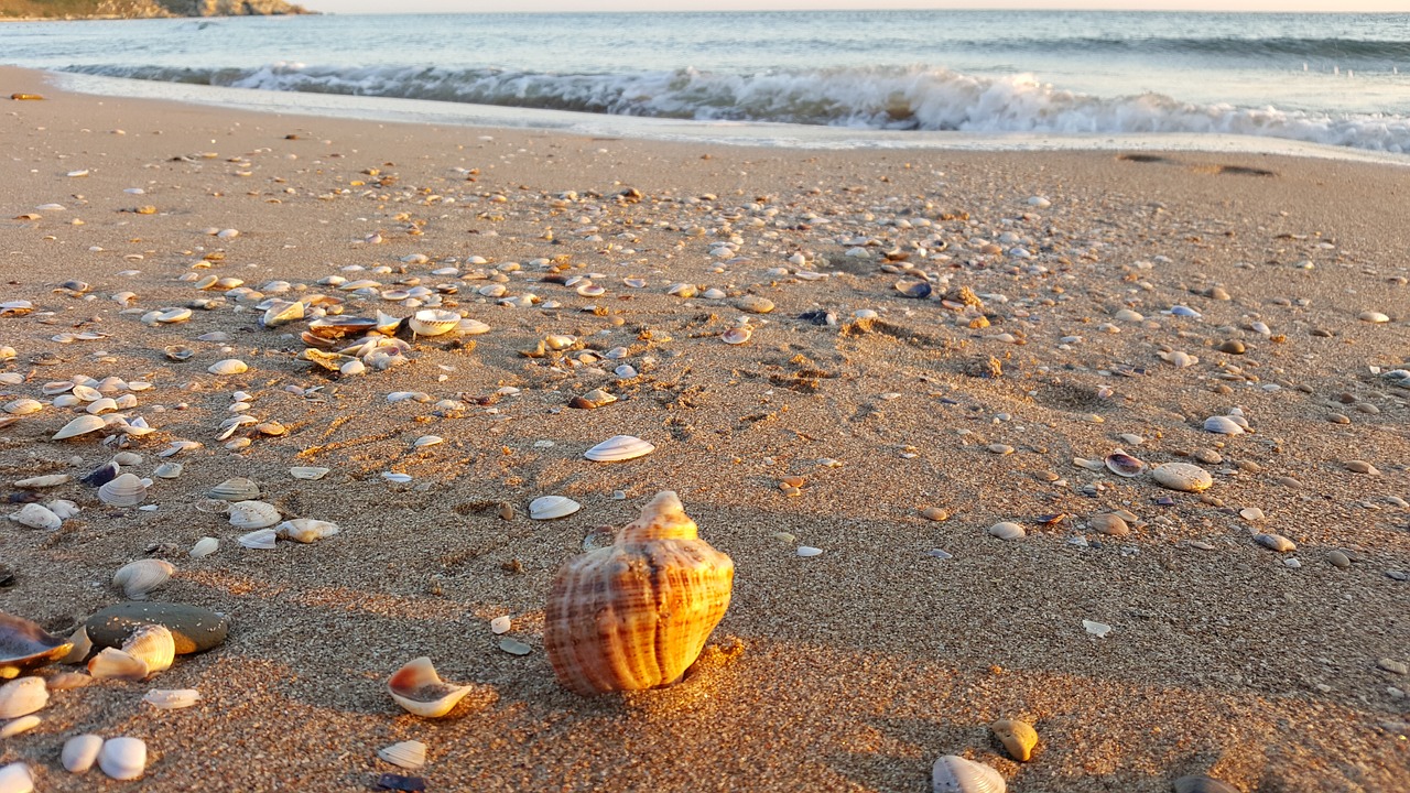 shell  beach  turkey free photo