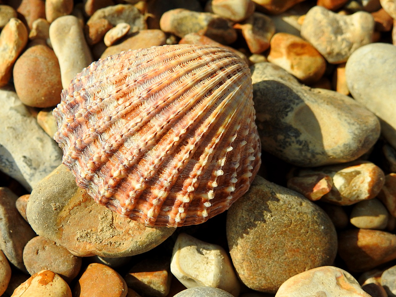 shell  pebbles  beach free photo