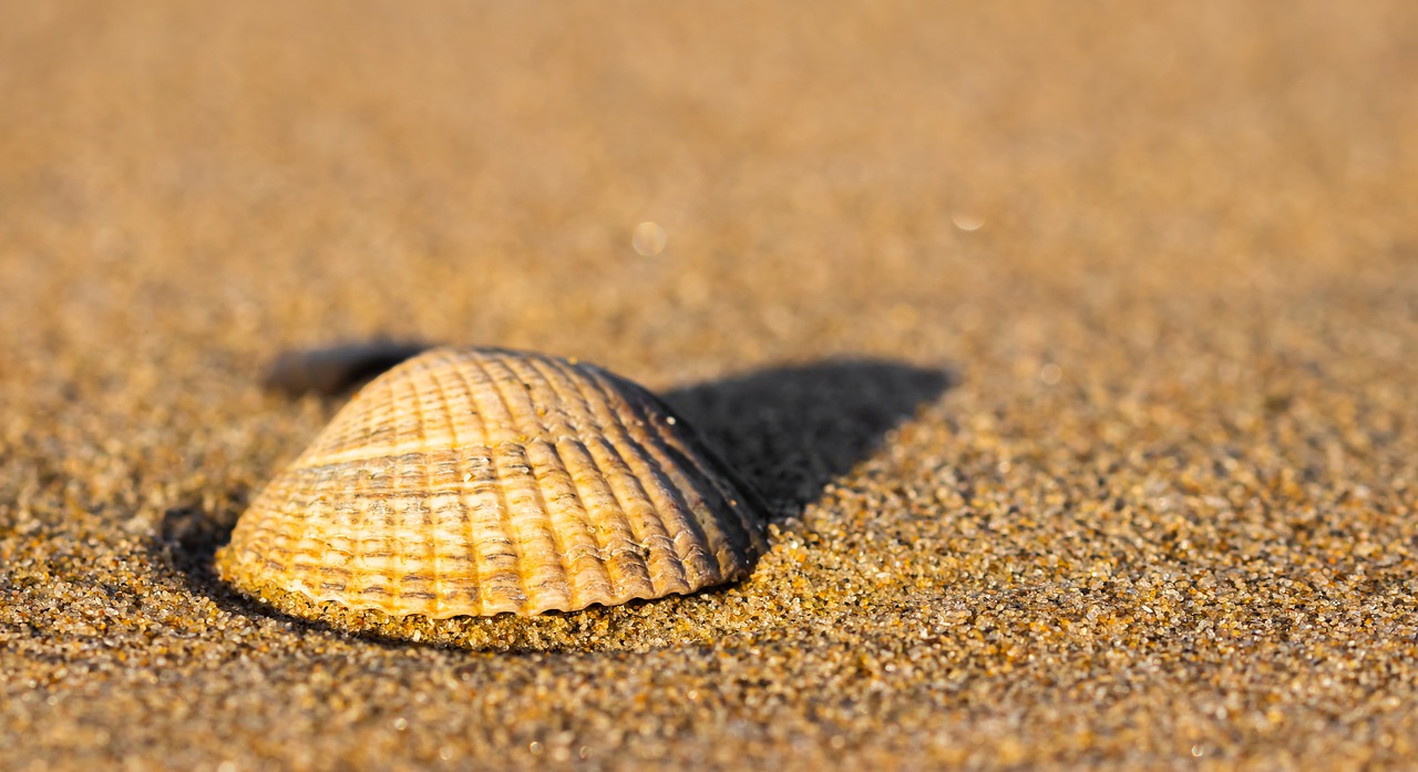 shell  beach  sea free photo