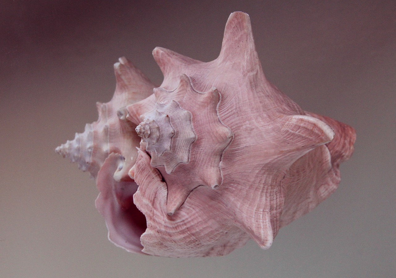 shell  conch  seashell free photo