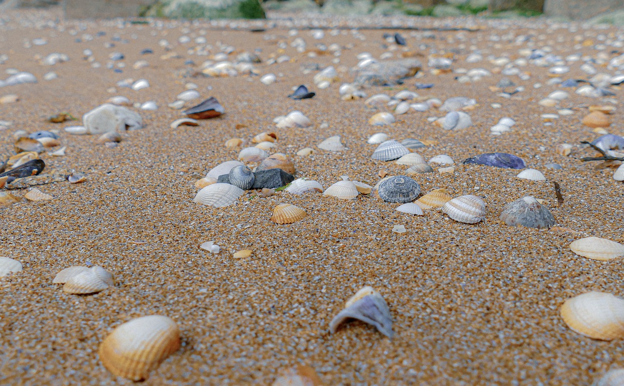 shell  sea  beach free photo