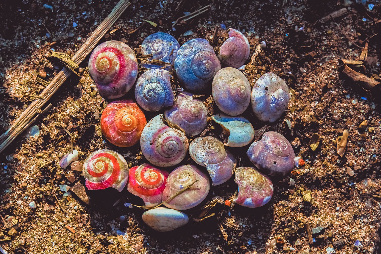 shell  sea shell  beach free photo