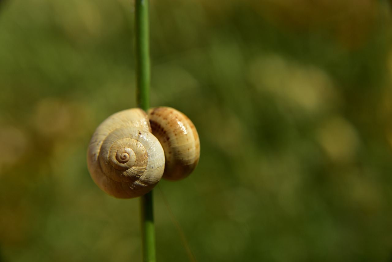 shell  snail  wait free photo