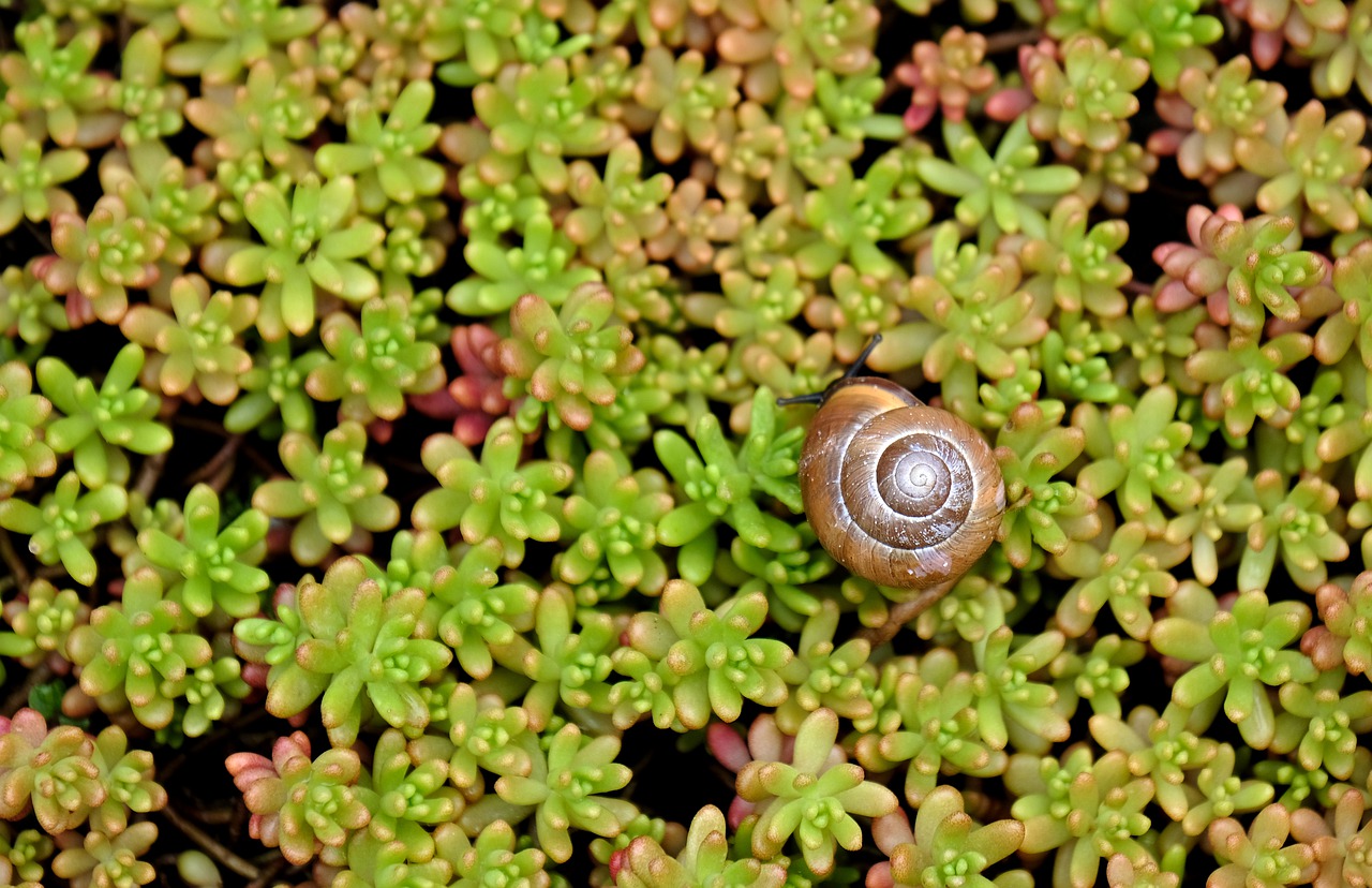 shell  carpet plants  snail free photo