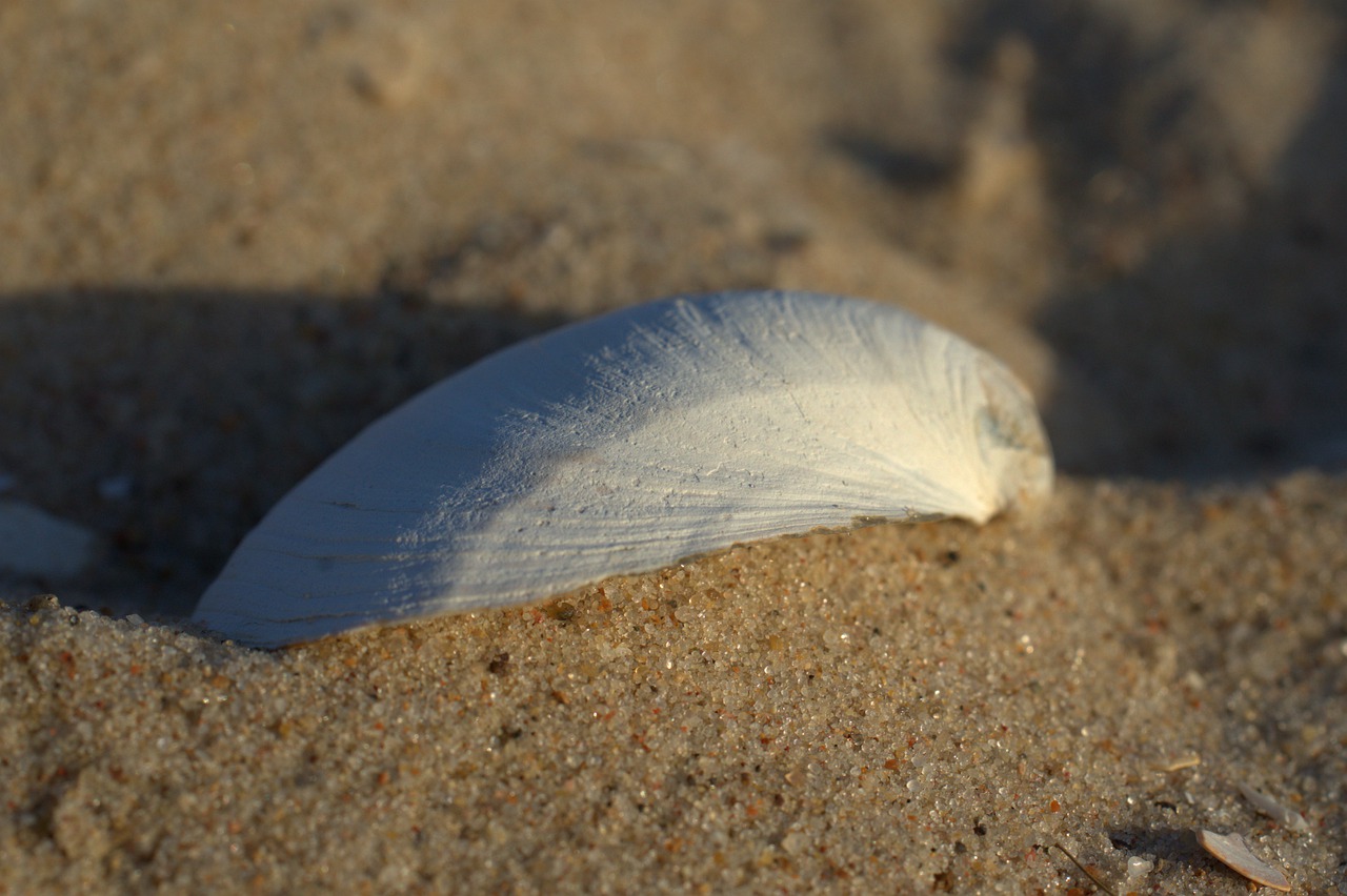 shell  sand  beach free photo
